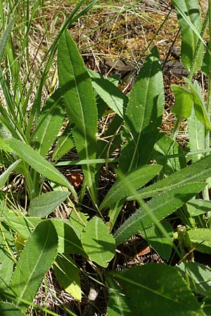 Cirsium pannonicum \ Ungarische Kratzdistel, A Weikersdorf am Steinfeld 2.7.2020