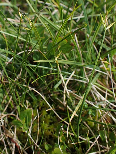 Carex pauciflora \ Wenigbltige Segge, A Niedere Tauern, Sölk-Pass 26.7.2021