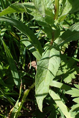 Crepis blattarioides / Moth-Mullein Hawk's-Beard, A Eisenerzer Reichenstein 28.7.2021