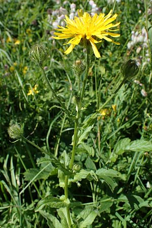 Crepis blattarioides / Moth-Mullein Hawk's-Beard, A Eisenerzer Reichenstein 28.7.2021