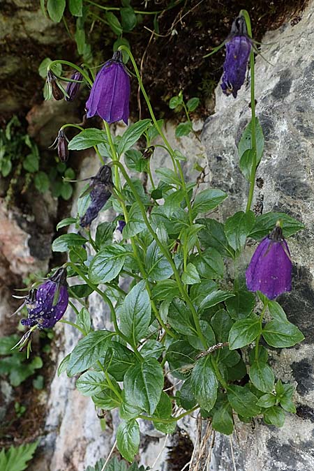 Campanula pulla \ Dunkle Glockenblume, sterreicher Glockenblume / Dark Bellflower, Austrian Bellflower, A Eisenerzer Reichenstein 28.7.2021