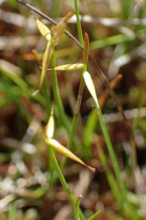 Carex pauciflora / Few-Flowered Sedge, A Carinthia, Koralpe 1.7.2022
