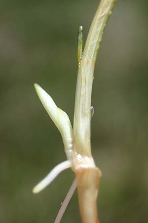 Carex pauciflora \ Wenigbltige Segge, A Kärnten, Koralpe 1.7.2022