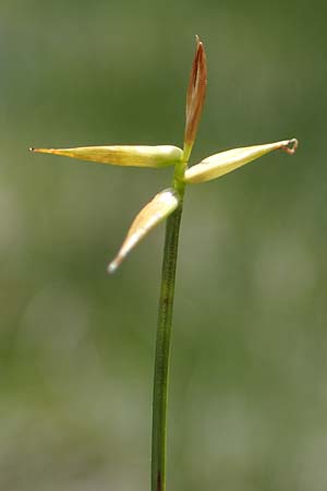 Carex pauciflora \ Wenigbltige Segge, A Kärnten, Koralpe 1.7.2022