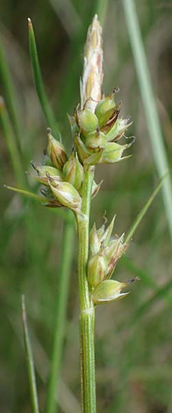 Carex pilulifera \ Pillen-Segge / Pill Sedge, A Kärnten/Carinthia, Koralpe 3.7.2022