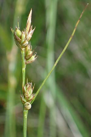 Carex pilulifera \ Pillen-Segge / Pill Sedge, A Kärnten/Carinthia, Koralpe 3.7.2022