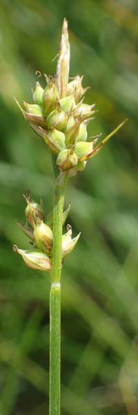 Carex pilulifera \ Pillen-Segge / Pill Sedge, A Kärnten/Carinthia, Koralpe 3.7.2022