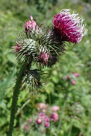 Carduus personata \ Kletten-Distel / Great Marsh Thistle, A Kärnten/Carinthia, Koralpe 3.7.2022