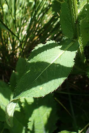 Carduus personata / Great Marsh Thistle, A Carinthia, Koralpe 3.7.2022