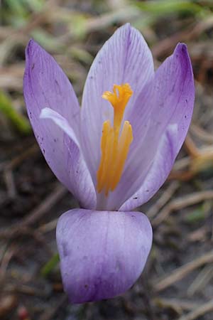 Crocus purpureus / Adriatic Crocus, A Gresten 1.4.2023