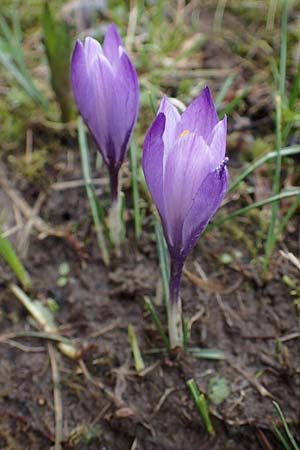 Crocus purpureus / Adriatic Crocus, A Gresten 1.4.2023