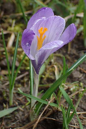 Crocus purpureus / Adriatic Crocus, A Gresten 1.4.2023