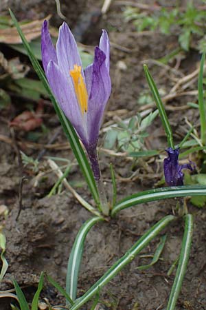 Crocus purpureus / Adriatic Crocus, A Gresten 1.4.2023