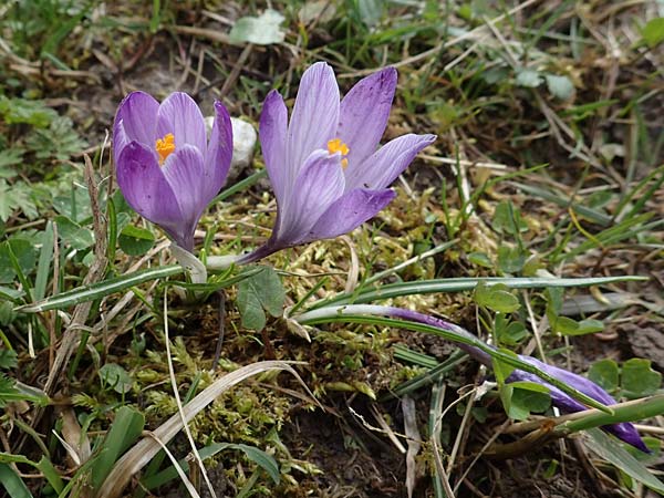 Crocus purpureus / Adriatic Crocus, A Gresten 1.4.2023