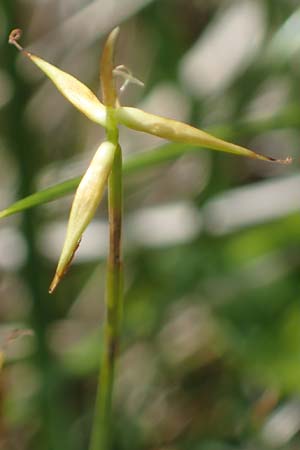 Carex pauciflora / Few-Flowered Sedge, A Carinthia, Koralpe 4.7.2023