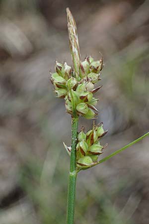 Carex pilulifera \ Pillen-Segge / Pill Sedge, A Kärnten/Carinthia, Koralpe 5.7.2023