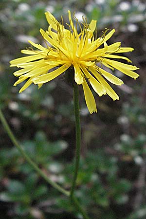 Crepis paludosa \ Sumpf-Pippau / Marsh Hawk's-Beard, A Kärnten/Carinthia, Petzen 21.7.2007