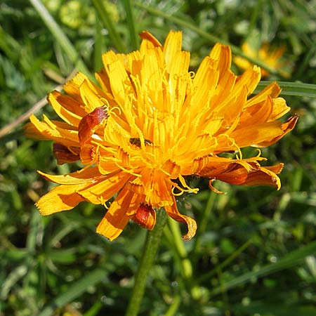 Crepis aurea \ Gold-Pippau / Golden Hawk's-Beard, A Dachstein 20.7.2010