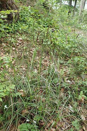 Carex flacca \ Blaugrne Segge / Blue Sedge, Carnation Grass, A Kärnten/Carinthia, St. Paul im Lavanttal 16.5.2016