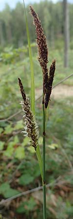 Carex flacca \ Blaugrne Segge, A Kärnten, St. Paul im Lavanttal 16.5.2016