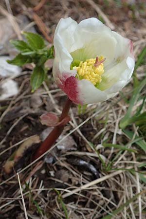 Helleborus niger \ Christrose, Schneerose / Christmas Rose, A Kärnten/Carinthia, Hochobir 19.5.2016