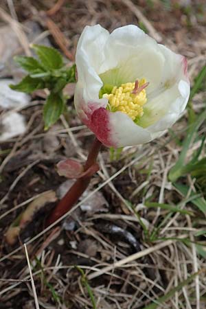 Helleborus niger \ Christrose, Schneerose, A Kärnten, Hochobir 19.5.2016