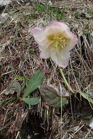 Helleborus niger \ Christrose, Schneerose, A Kärnten, Hochobir 19.5.2016