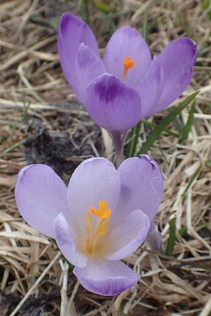 Crocus vernus \ Frhlings-Krokus / Spring Crocus, A Kärnten/Carinthia, Koralpe 21.5.2016