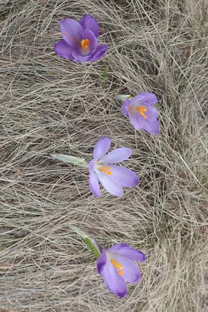 Crocus vernus \ Frhlings-Krokus, A Kärnten, Koralpe 21.5.2016