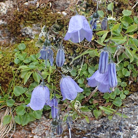 Campanula cochlearifolia \ Kleine Glockenblume / Fairy's Thimble, A Kärnten/Carinthia, Koralpe 9.8.2016