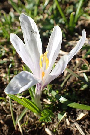 Crocus albiflorus \ Alpen-Krokus / Spring Crocus, A Namlos 1.5.2019