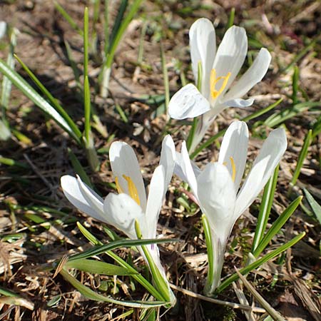 Crocus albiflorus \ Alpen-Krokus, A Namlos 1.5.2019