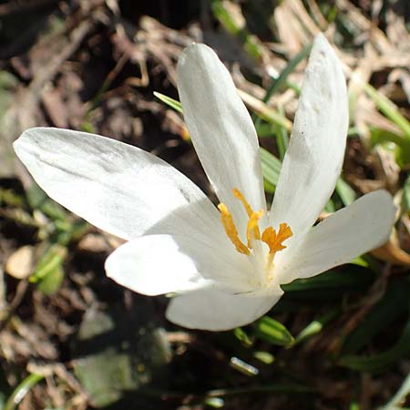 Crocus albiflorus \ Alpen-Krokus, A Namlos 1.5.2019