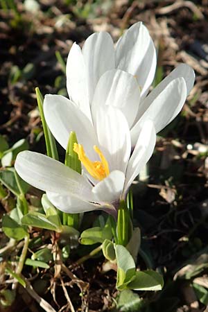 Crocus albiflorus \ Alpen-Krokus, A Namlos 1.5.2019