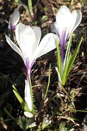 Crocus albiflorus \ Alpen-Krokus / Spring Crocus, A Namlos 1.5.2019