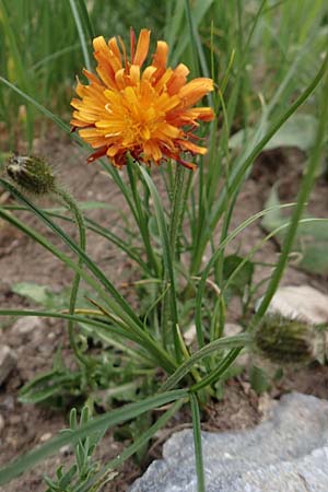 Crepis aurea \ Gold-Pippau, A Pusterwald, Eiskar 1.7.2019