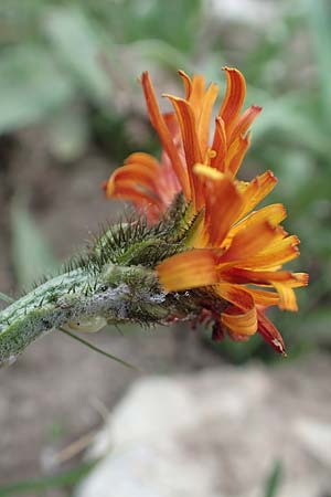 Crepis aurea \ Gold-Pippau / Golden Hawk's-Beard, A Pusterwald, Eiskar 1.7.2019