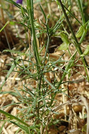 Delphinium consolida subsp. paniculatum / Field Larkspur, A Weikersdorf am Steinfeld 2.7.2020