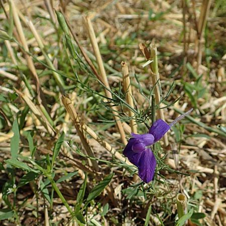 Delphinium consolida subsp. paniculatum / Field Larkspur, A Weikersdorf am Steinfeld 2.7.2020