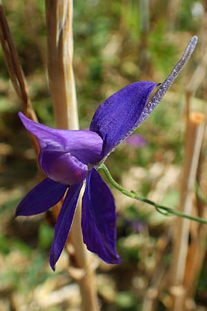 Delphinium consolida subsp. paniculatum / Field Larkspur, A Weikersdorf am Steinfeld 2.7.2020