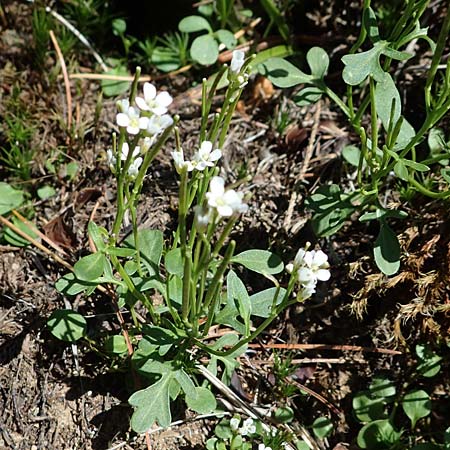 Cardamine resedifolia / Mignonette-Leaved Bitter-Cress, A Seetaler Alpen, Zirbitzkogel 28.6.2021