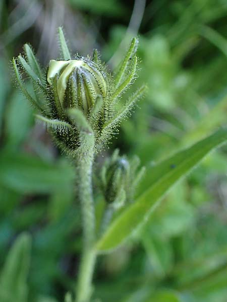Hieracium intybaceum / Whitish Hawkweed, A Pusterwald 29.7.2021
