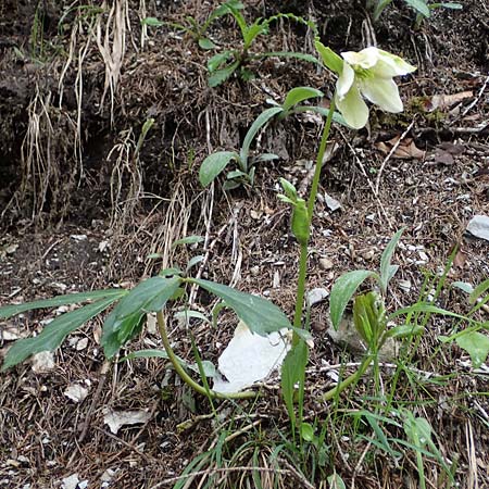 Helleborus niger \ Christrose, Schneerose, A Türnitz 6.5.2022