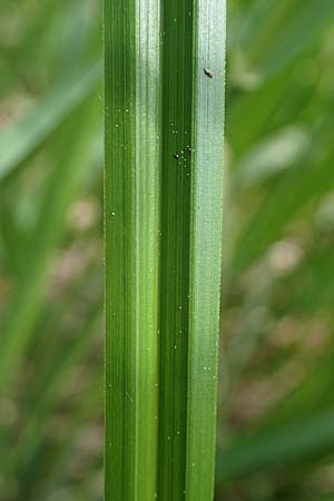 Carex randalpina \ Neumann's Randalpen-Segge / Neumann's Sedge, A St. Gilgen 16.5.2022