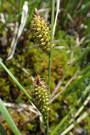 Carex rostrata \ Schnabel-Segge / Bottle Sedge, A Kärnten/Carinthia, Koralpe 1.7.2022