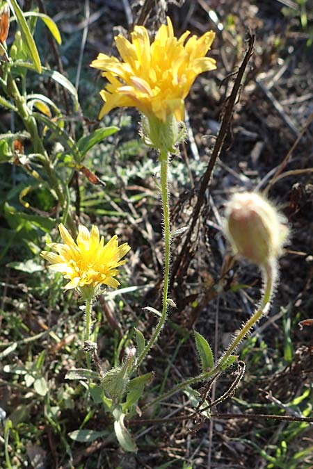 Crepis capillaris \ Kleinkpfiger Pippau, Kleinbltiger Pippau, A Seewinkel, Podersdorf 22.9.2022