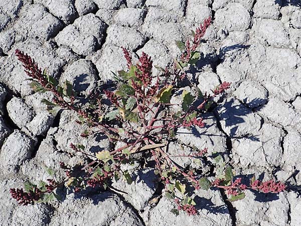 Chenopodium rubrum \ Roter Gnsefu / Red Goosefoot, A Seewinkel, Apetlon 23.9.2022