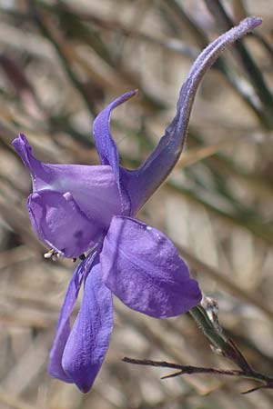 Delphinium consolida subsp. consolida \ Feld-Rittersporn / Forking Larkspur, A Mattersburg 24.9.2022