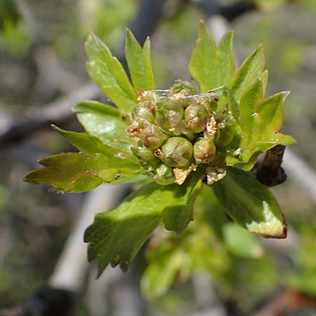 Crataegus monogyna \ Eingriffeliger Weidorn / Hawthorn, A Perchtoldsdorf 3.4.2023