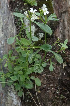 Cardamine resedifolia \ Resedenblttriges Schaumkraut / Mignonette-Leaved Bitter-Cress, A Kärnten/Carinthia, Koralpe 5.7.2023